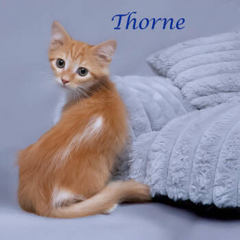 Rescue Domestic Long Hair Cats for Adoption in Lebanon, Tennessee - Thorne C25-284 | PetCurious
