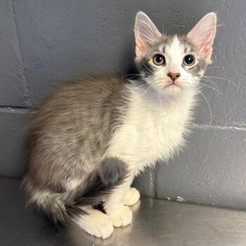 Domestic Medium Hair Cats Available for Adoption in Tuscaloosa, Alabama - TUSC-Stray-84523_2 | PetCurious