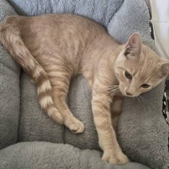 Found 26th Ave NE Rochester MN -  Domestic Short Hair Cat for Adoption in Rochester, Minnesota - Found 26th Ave NE Rochester MN | PetCurious