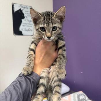 Nana -  Domestic Short Hair Cat for Adoption in Englewood, Florida - Nana | PetCurious