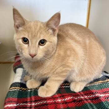 Kumquat -  Domestic Short Hair Cat for Adoption in Idaho Falls, Idaho - Kumquat | PetCurious