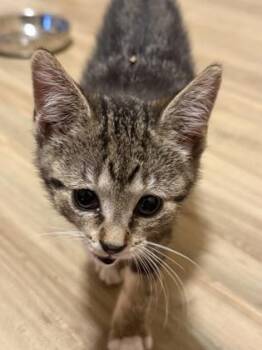 Freya -  Domestic Short Hair Cat for Adoption in Harbor Springs, Michigan - Freya | PetCurious
