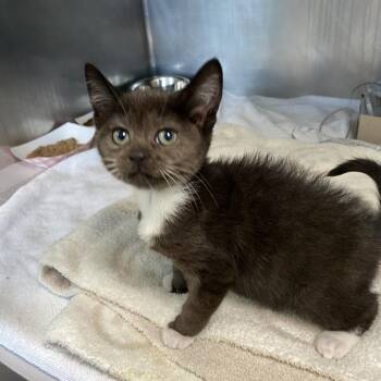 Ino -  Domestic Short Hair Cat for Adoption in Philadelphia, Pennsylvania - Ino | PetCurious