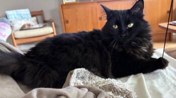 Domestic Medium Hair Cats Available for Adoption in Pasco, Washington - Gigi | PetCurious
