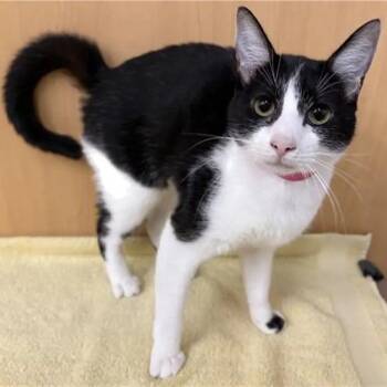 Dotti -  Domestic Medium Hair Cat for Adoption in Brentwood, Missouri - Dotti | PetCurious
