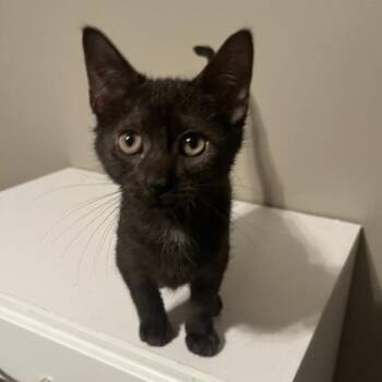 Butterfree -  Domestic Short Hair Cat for Adoption in Dubuque, Iowa - Butterfree | PetCurious