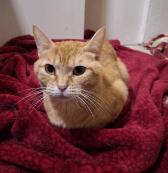 Domestic Short Hair Cats Available for Adoption - Sabrina | PetCurious