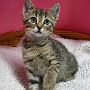 BAC-A-142021 -  Domestic Short Hair Cat for Adoption in Beaumont, Texas - BAC-A-142021 | PetCurious