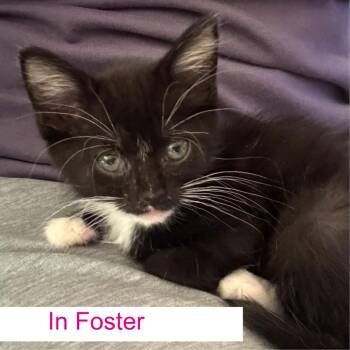 Carly -  Domestic Short Hair Cat for Adoption in Chapel Hill, North Carolina - Carly | PetCurious