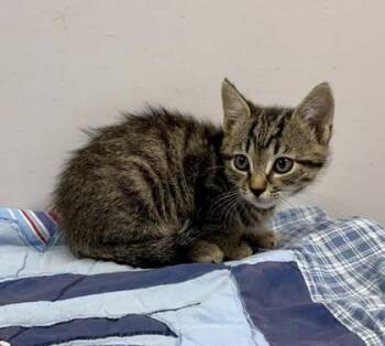 Brisket -  Domestic Short Hair Cat for Adoption in Watkinsville, Georgia - Brisket | PetCurious