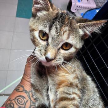 Amber -  Domestic Short Hair Cat for Adoption in Leander, Texas - Amber | PetCurious