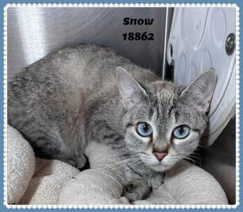 Domestic Short Hair and Siamese Cats Available for Adoption in Marietta, Georgia - SNOW See Also DAISY | PetCurious