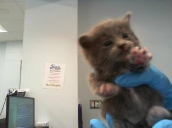 JASPER -  Domestic Short Hair Cat for Adoption in Charlotte, North Carolina - JASPER | PetCurious