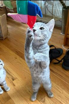 Butter Bean -  Domestic Short Hair Cat for Adoption in Millcreek, Utah - Butter Bean | PetCurious