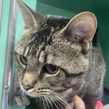 Punchy -  Domestic Short Hair Cat for Adoption in Holly, Michigan - Punchy | PetCurious