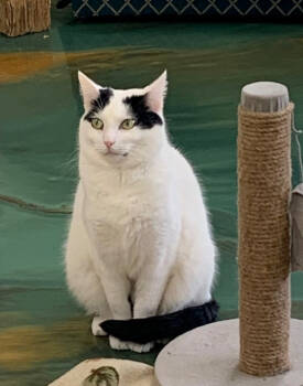 Rescue Domestic Short Hair Cats for Adoption in Virginia Beach, Virginia - Mama Yvette | PetCurious