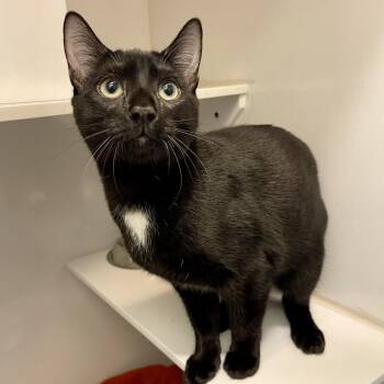 Pargo -  Domestic Short Hair Cat for Adoption in Los Angeles, California - Pargo | PetCurious
