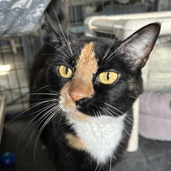 Remington (Remy) -  Domestic Short Hair Cat for Adoption in Blackfoot, Idaho - Remington (Remy) | PetCurious