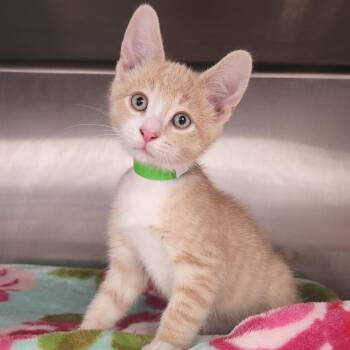 Raz Berry -  Domestic Short Hair Cat for Adoption in Fort Wayne, Indiana - Raz Berry | PetCurious