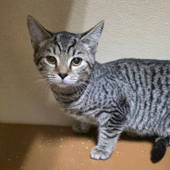 Sparrow Kit -  Domestic Short Hair Cat for Adoption in Chatham, Virginia - Sparrow Kit | PetCurious