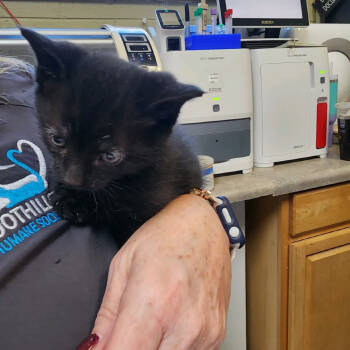 Rescue Domestic Short Hair Cats for Adoption in Columbus, North Carolina - Flare | PetCurious