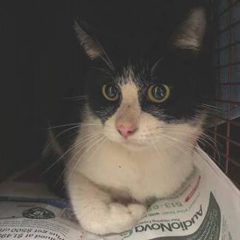 Domestic Short Hair Cats Available for Adoption in Austin, Texas - Swiss Chalet | PetCurious