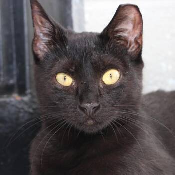 Domestic Short Hair Cats Available for Adoption in Allentown, Pennsylvania - Michy | PetCurious