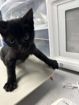 DRIZZLE* -  Domestic Short Hair Cat for Adoption in Santa Cruz, California - DRIZZLE* | PetCurious