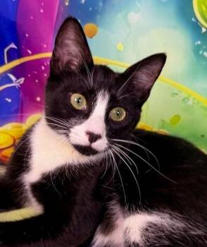 Domestic Short Hair Cats Available for Adoption in Salinas, California - Lucy | PetCurious