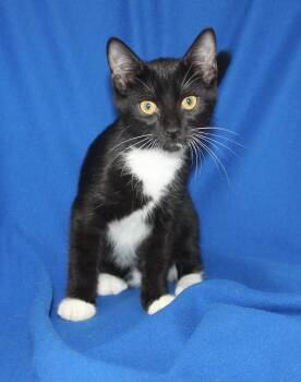 Jack-Jack - 44062 -  Domestic Short Hair Cat for Adoption in Prattville, Alabama - Jack-Jack - 44062 | PetCurious