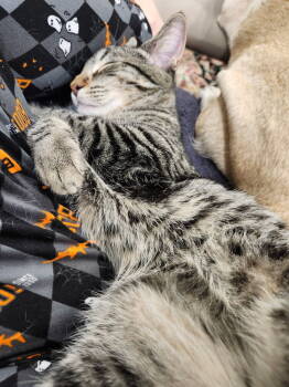 Rescue Domestic Short Hair and Tabby Cats for Adoption in Hartwell, Georgia - 7387 Lima | PetCurious