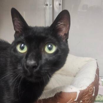 Rhyse -  Domestic Short Hair Cat for Adoption in Grantsville, Utah - Rhyse | PetCurious