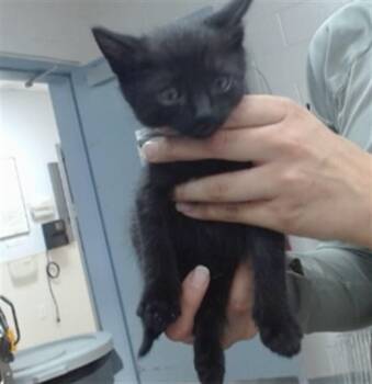 STEEL -  Domestic Short Hair Cat for Adoption in Salinas, California - STEEL | PetCurious