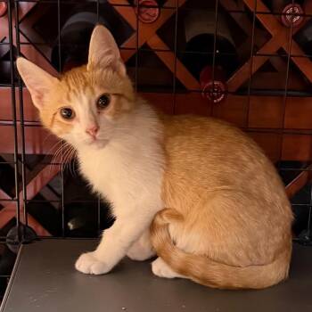 Harry -  Domestic Short Hair Cat for Adoption in Los Angeles, California - Harry | PetCurious