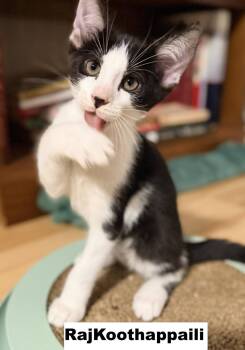 Raj -  Domestic Short Hair Cat for Adoption in Zimmerman, Minnesota - Raj | PetCurious