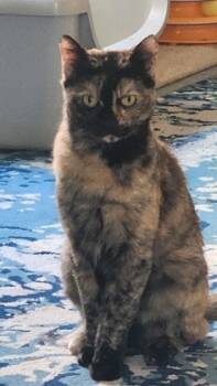 Rescue Domestic Short Hair Cats for Adoption in Folsom, California - Macy | PetCurious