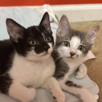 Domestic Short Hair Cats Available for Adoption in Brownsboro, Alabama - Bonham | PetCurious