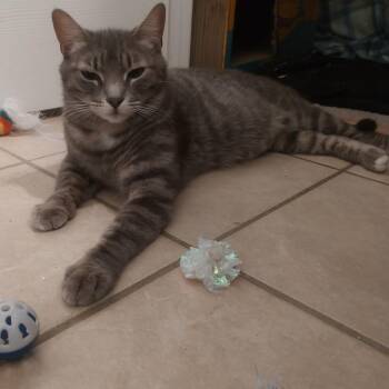 Katniss -  Domestic Short Hair Cat for Adoption in Las Vegas, Nevada - Katniss | PetCurious