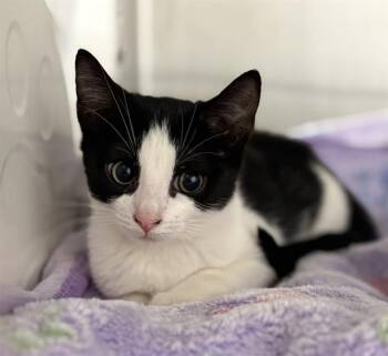 NESSIE -  Domestic Short Hair Cat for Adoption in Redlands, California - NESSIE | PetCurious