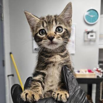 Riku -  Domestic Short Hair Cat for Adoption in Greenville, South Carolina - Riku | PetCurious