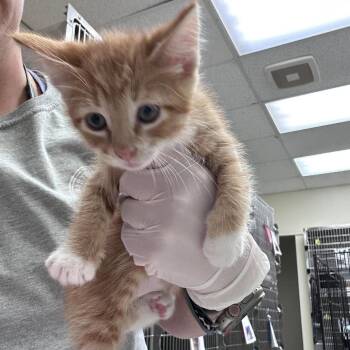 Crisp 26-09-155 -  Domestic Short Hair Cat for Adoption in Bastrop, Texas - Crisp 26-09-155 | PetCurious