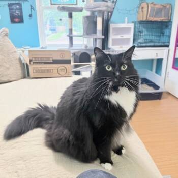 Rescue Domestic Long Hair Cats for Adoption in Houston, Texas - Missy | PetCurious