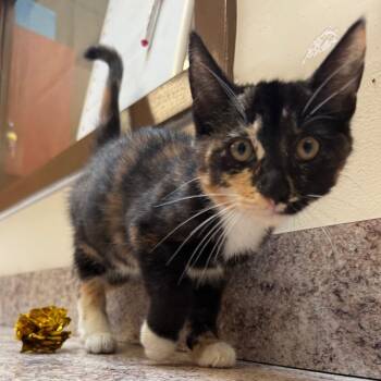 Hot Honey -  Domestic Short Hair Cat for Adoption in York, Pennsylvania - Hot Honey | PetCurious