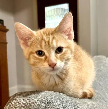 Mango -  Tabby and Domestic Short Hair Cat for Adoption in Vaughan, Ontario - Mango | PetCurious