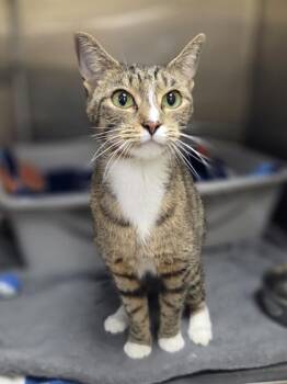 Delilah -  Domestic Short Hair Cat for Adoption in Westland, Michigan - Delilah | PetCurious