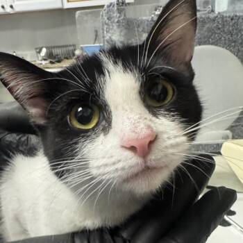 Fortune -  Domestic Short Hair Cat for Adoption in Greenville, South Carolina - Fortune | PetCurious