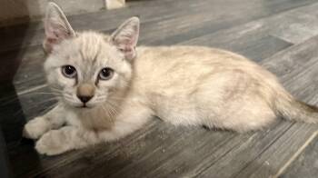Honey -  Domestic Medium Hair and Siamese Cat for Adoption in Norco, California - Honey | PetCurious