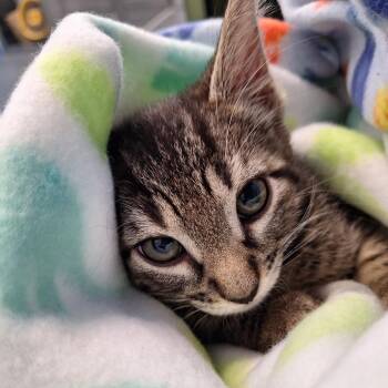 Freckles -  Domestic Medium Hair Cat for Adoption in Montgomery, Alabama - Freckles | PetCurious