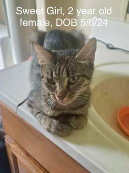 Sweet Girl -  Domestic Short Hair Cat for Adoption in Glenfield, New York - Sweet Girl | PetCurious