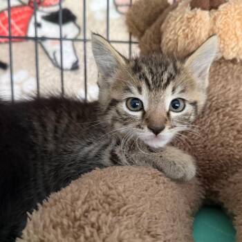 Domestic Short Hair Cats Available for Adoption in Englewood, Florida - Pico | PetCurious